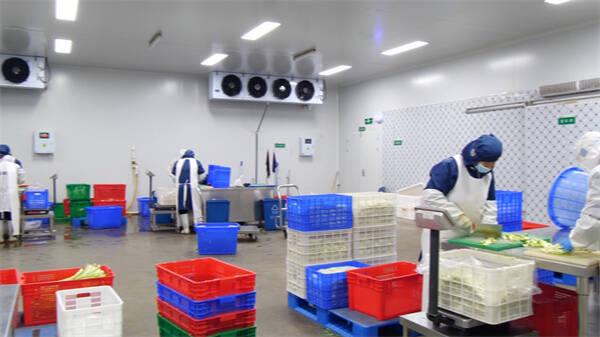 東營市東營區:單日最大產能25-30噸 &ldquo;凈菜工廠&rdquo;保障市民&ldquo;菜籃子&rdquo;